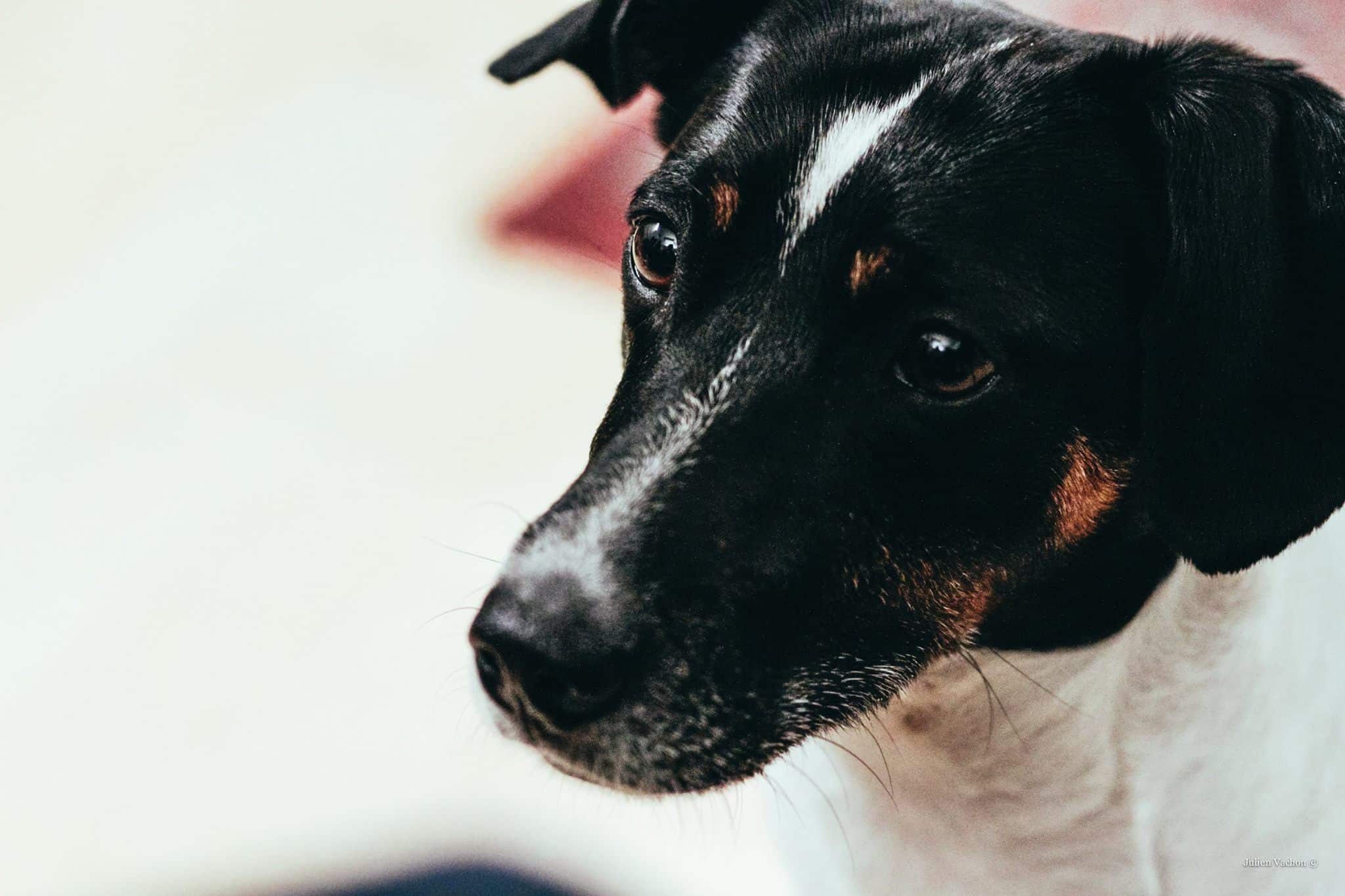Jo, la mascotte de l'Atelier